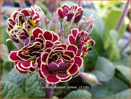 Primula &#39;Elizabeth Killelay&#39;