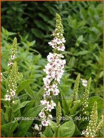 Verbascum chaixii &#39;Album&#39;