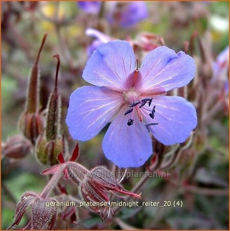 Geranium pratense &#39;Midnight Reiter&#39;