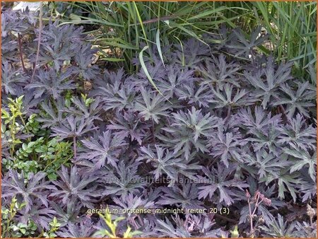 Geranium pratense &#39;Midnight Reiter&#39;