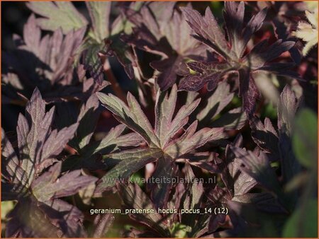 Geranium pratense &#39;Hocus Pocus&#39;