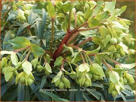 Helleborus foetidus &#39;Wester Flisk&#39;