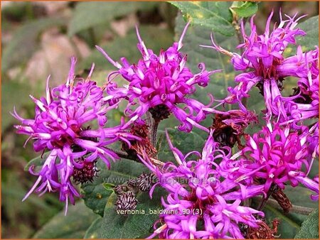 Vernonia baldwinii