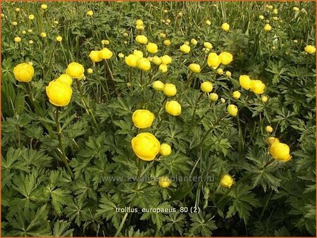 Trollius europaeus