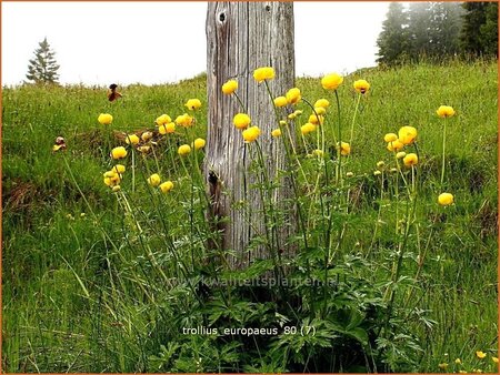 Trollius europaeus