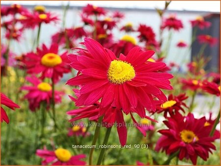 Tanacetum &#39;Robinson&#39;s Red&#39;