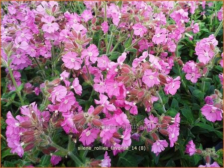 Silene &#39;Rollies Favorite&#39;