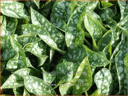 Pulmonaria &#39;Trevi Fountain&#39;