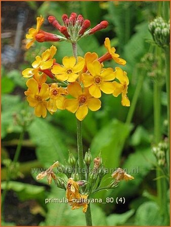 Primula bulleyana