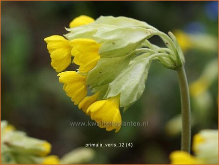 Primula veris