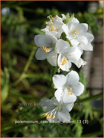 Polemonium caeruleum &#39;Album&#39;