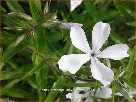 Phlox divaricata &#39;May Breeze&#39;