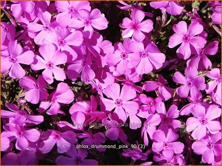 Phlox 'Drummond Pink'