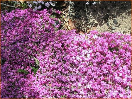 Phlox 'Drummond Pink'