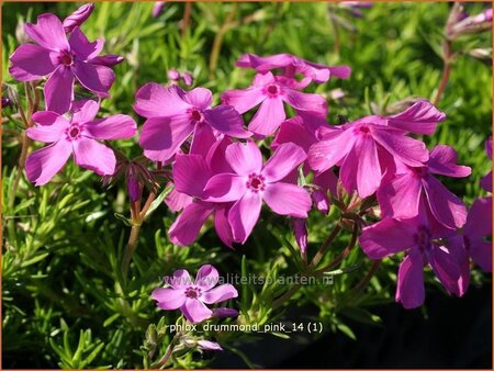 Phlox &#39;Drummond Pink&#39;