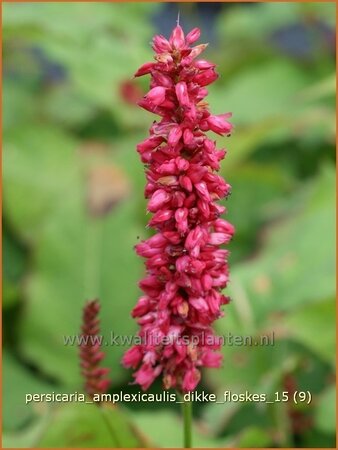 Persicaria amplexicaulis &#39;Dikke Floskes&#39;