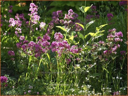 Lychnis viscaria