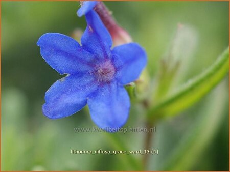 Lithodora diffusa &#39;Grace Ward&#39;