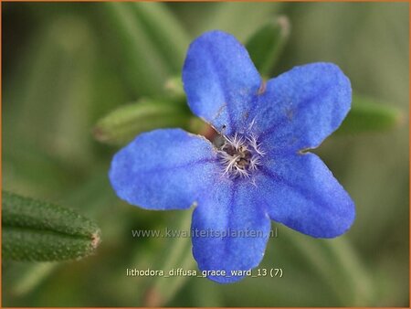 Lithodora diffusa &#39;Grace Ward&#39;