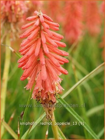 Kniphofia &#39;Redhot Popsicle&#39;