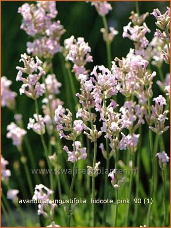 Lavandula angustifolia &#39;Hidcote Pink&#39;