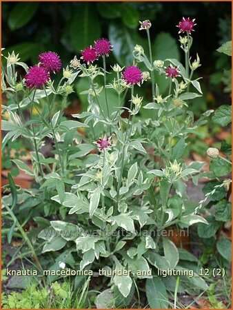 Knautia macedonica &#39;Thunder and Lightning&#39;