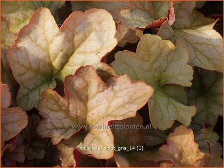 Heuchera &#39;Pinot Gris&#39;