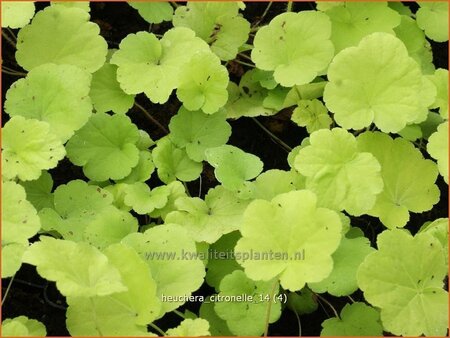 Heuchera &#39;Citronelle&#39;