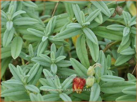 Helianthemum &#39;Fire Dragon&#39;