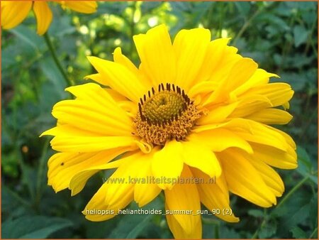 Heliopsis helianthoides &#39;Summer Sun&#39;