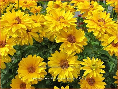 Heliopsis helianthoides &#39;Summer Sun&#39;