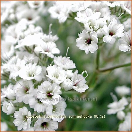 Gypsophila paniculata &#39;Schneeflocke&#39;