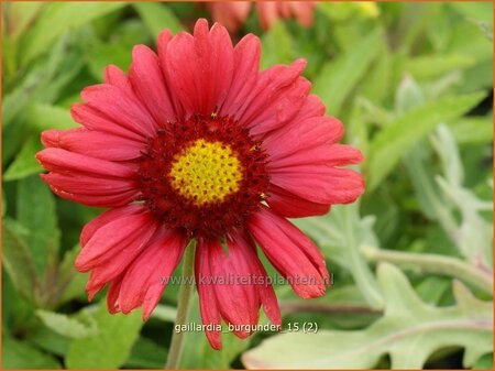 Gaillardia &#39;Burgunder&#39;