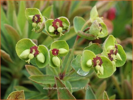 Euphorbia martinii &#39;Kolibri&#39;