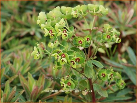 Euphorbia martinii &#39;Kolibri&#39;