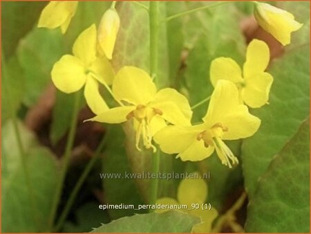 Epimedium perralderianum