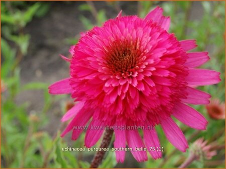 Echinacea purpurea &#39;Southern Belle&#39;