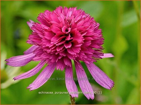 Echinacea purpurea &#39;Southern Belle&#39;