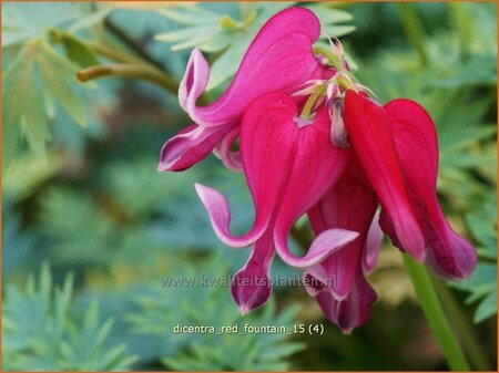 Dicentra &#39;Red Fountain&#39;
