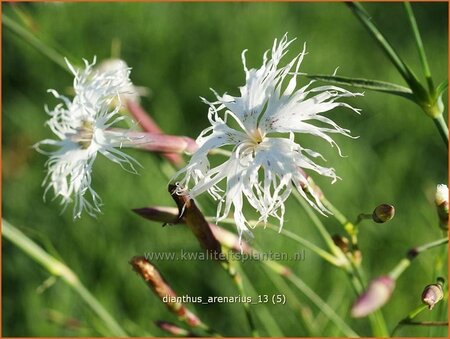 Dianthus arenarius