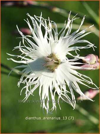 Dianthus arenarius