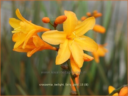 Crocosmia &#39;Twilight Fairy Gold&#39;