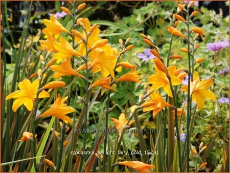 Crocosmia &#39;Twilight Fairy Gold&#39;