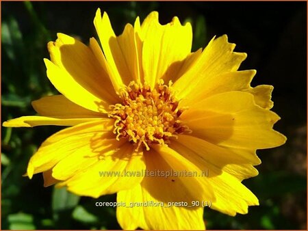 Coreopsis grandiflora &#39;Presto&#39;