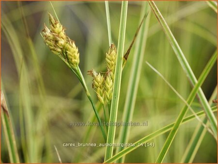 Carex brunnea &#39;Aureomarginata&#39;