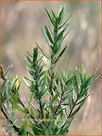 Artemisia dracunculus