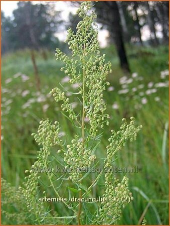 Artemisia dracunculus