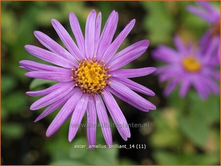 Aster amellus &#39;Brilliant&#39;