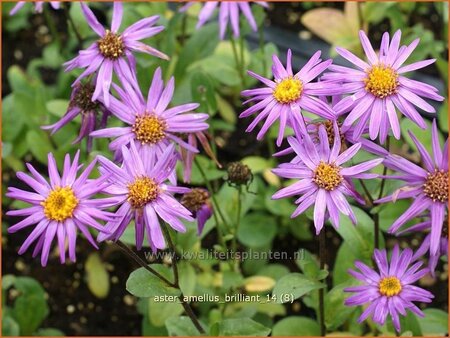 Aster amellus &#39;Brilliant&#39;