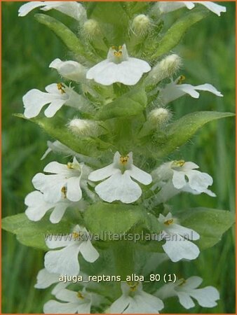 Ajuga reptans &#39;Alba&#39;